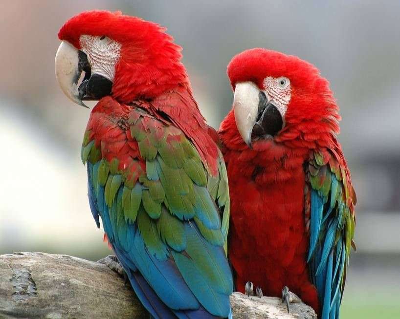 Dwie papużki Ary puzzle online
