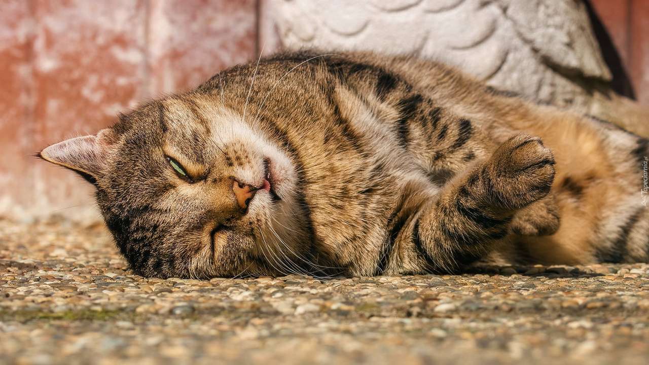 śpiący kotek puzzle online