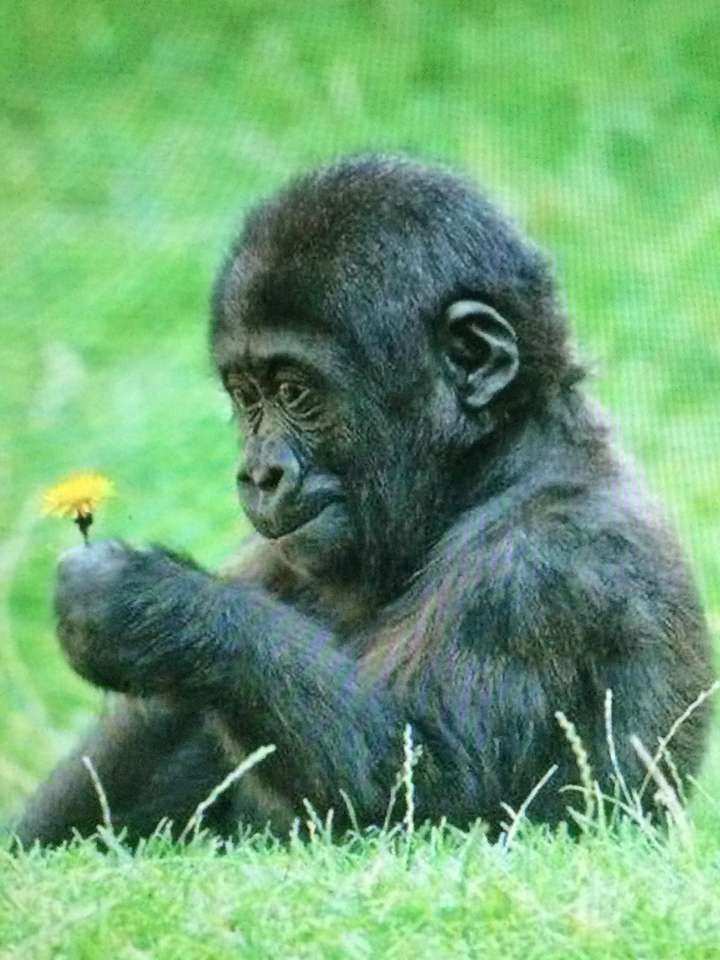 Mały goryl z kwiatkiem puzzle online