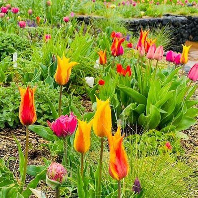 Tulipany w ogrodzie puzzle online