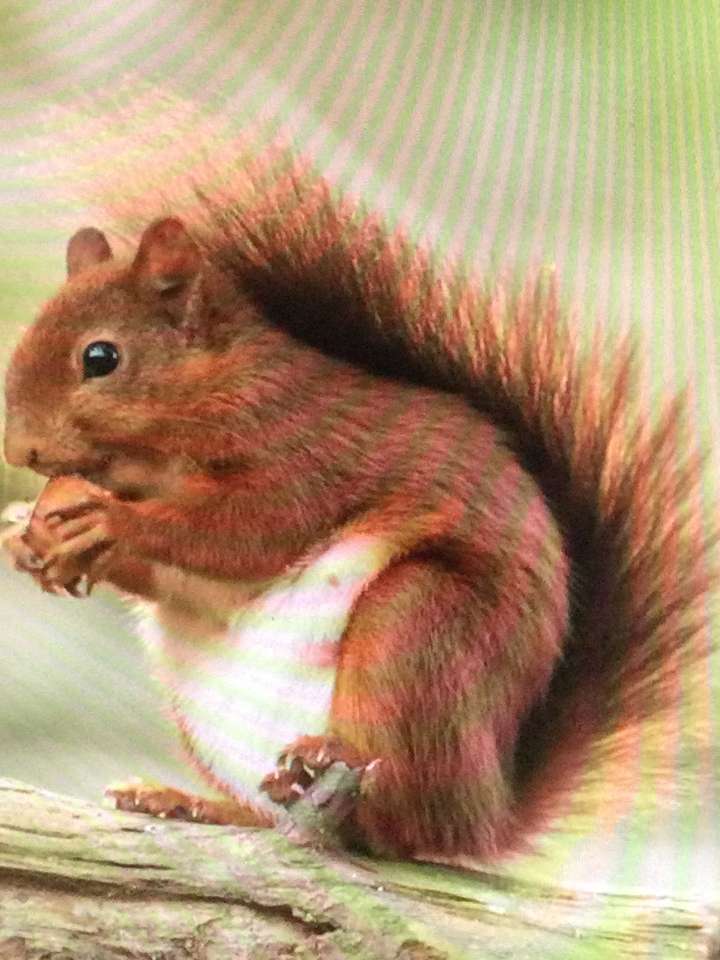 czerwona wiewiórka z orzechem puzzle online