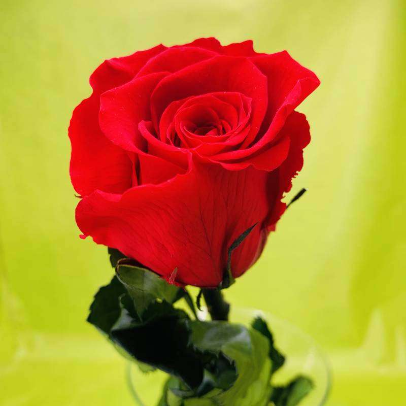 Pojedyncza czerwona róża puzzle online