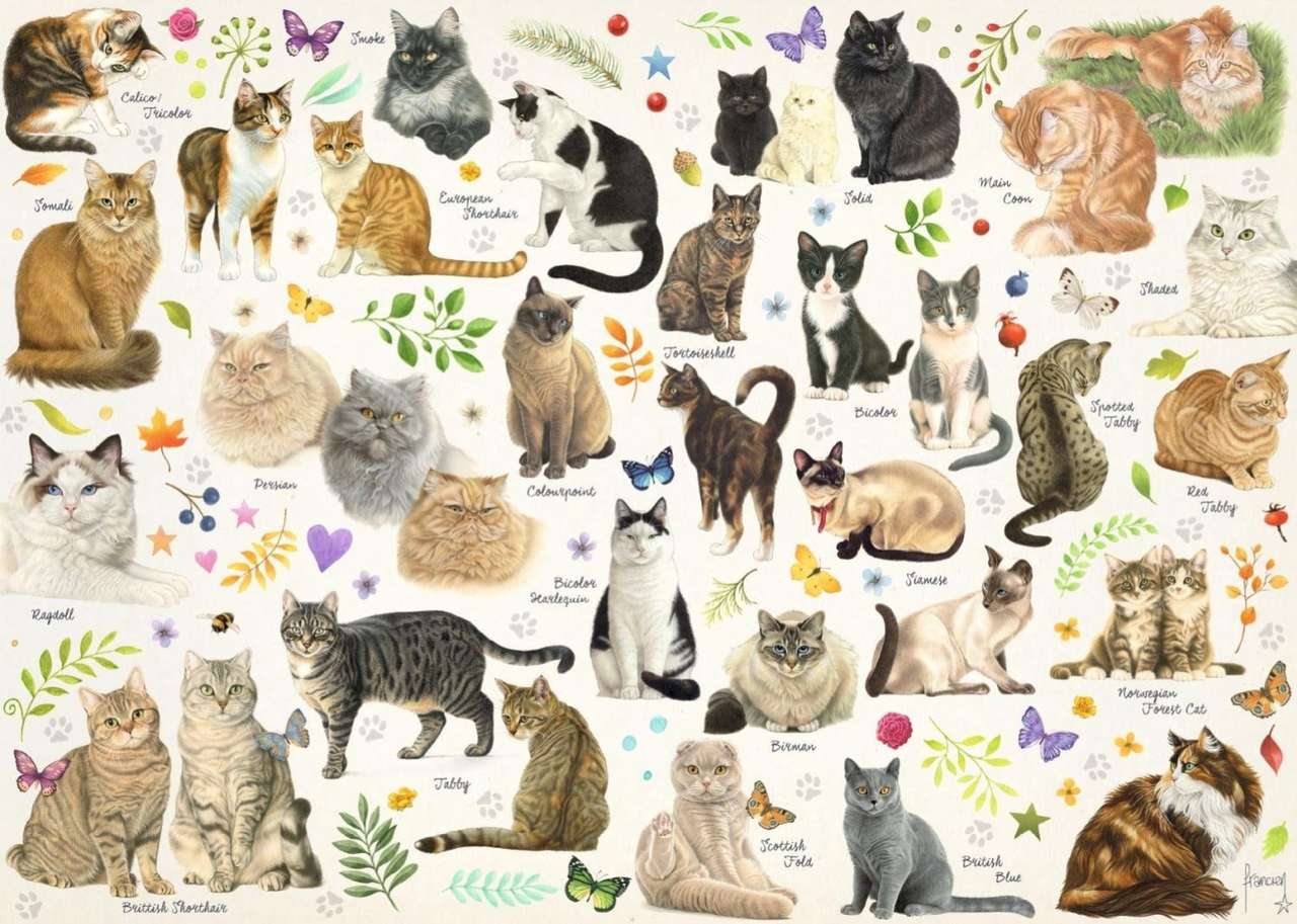 Rasy-nazwy kociaków, sporo tego do ułożenia:) puzzle online