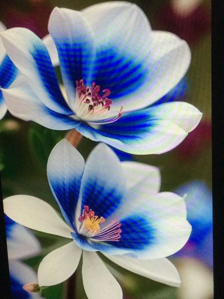 Dwa niebieskie i białe kwiaty puzzle online