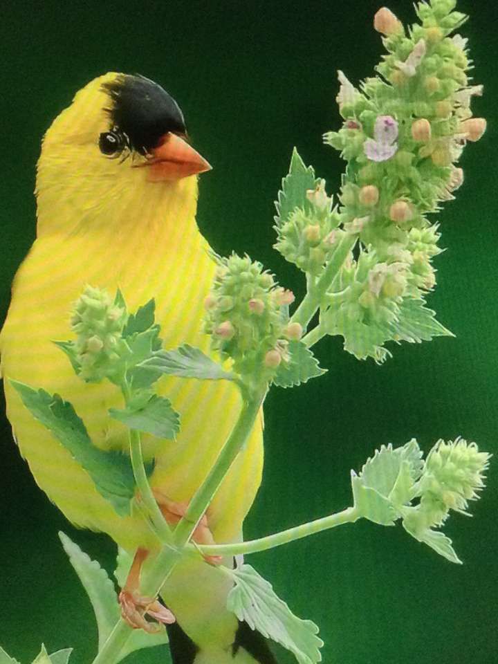 żółte ptaki na gałęzi puzzle online