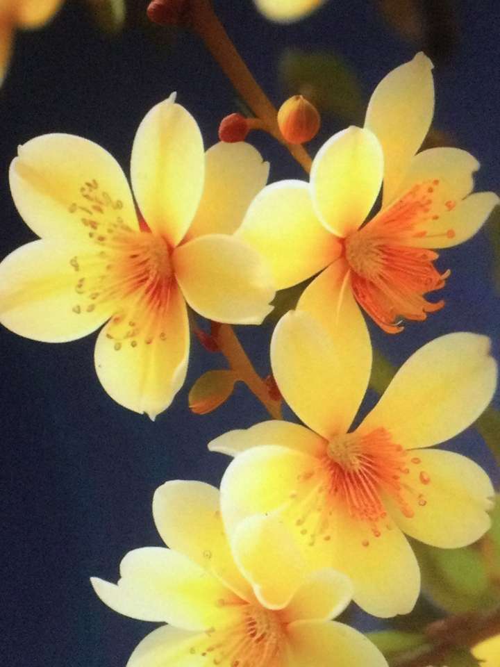 cztery ładny żółty kwiat puzzle online