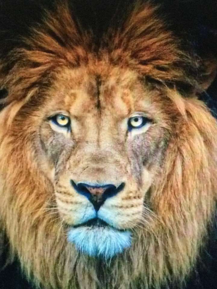 Wpatrujący się królowie lwów puzzle online