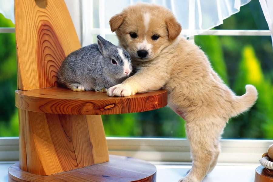 Kudłaci przyjaciele, piesek z króliczkiem, słodziaki puzzle online