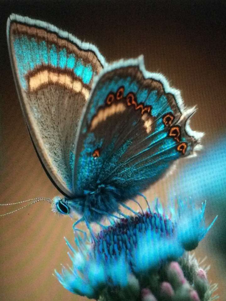 niebieski i brązowy motyl puzzle online