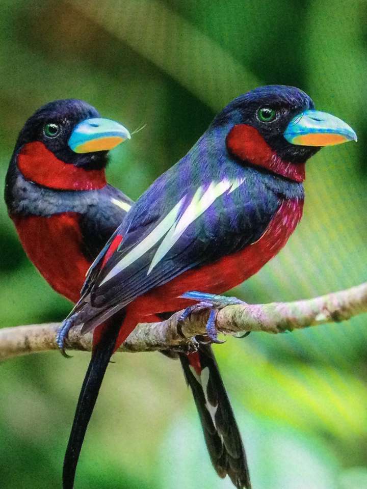 Dwa ptaki o wielu kolorach puzzle online