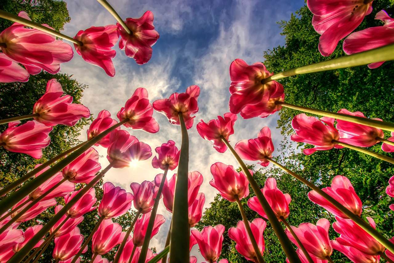 Widok nieba nad pięknymi tulipanami puzzle online