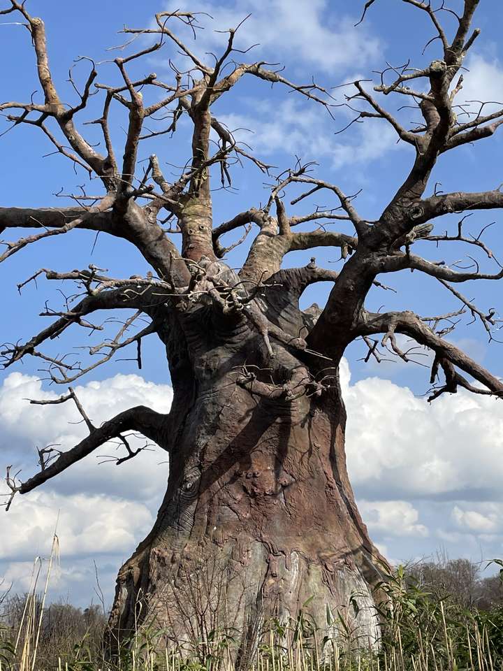 Nagie drzewo w Afryce Południowej puzzle online