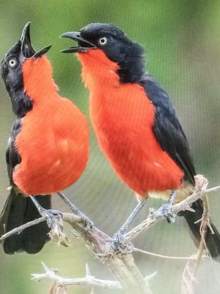 Dwa czerwonobrzuchy ptaki puzzle online