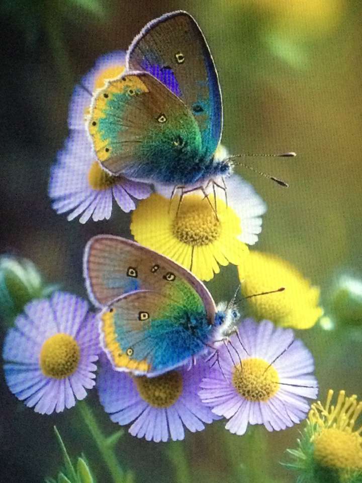 Dwa motyle żerują na kwiatach puzzle online