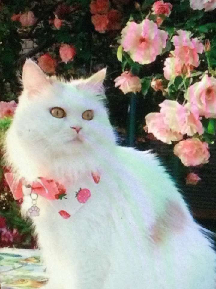Biały kot otoczony różami puzzle online