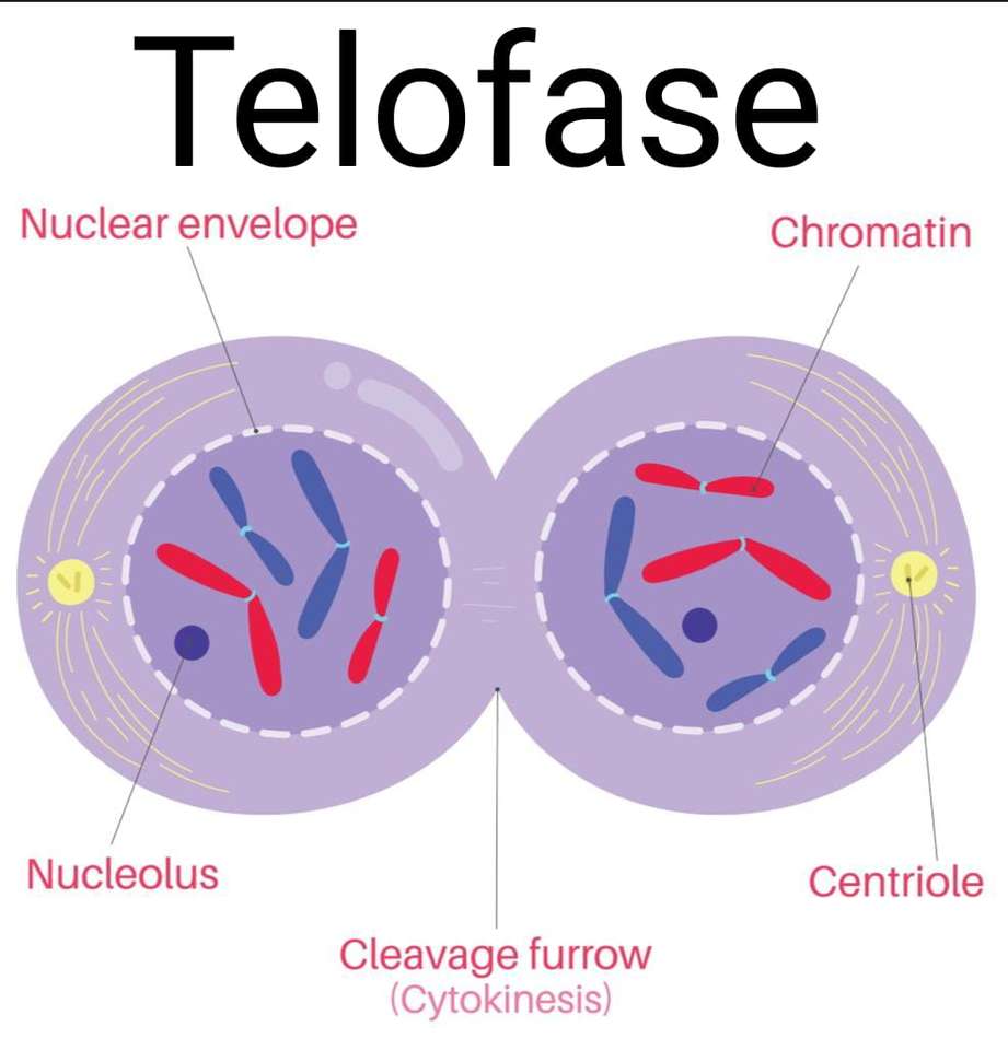 telofaza puzzle online