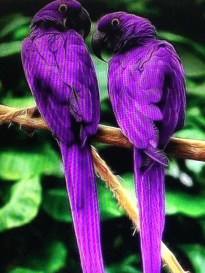 Dwie fioletowe papugi puzzle online