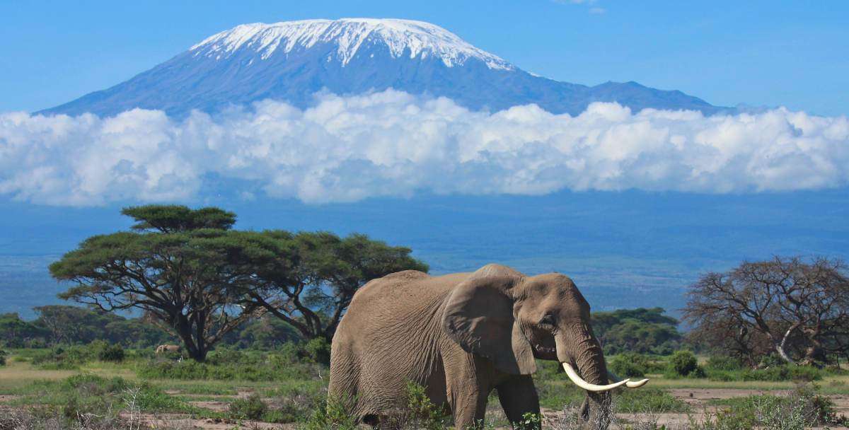 safari w Parku Narodowym Ambosel puzzle online