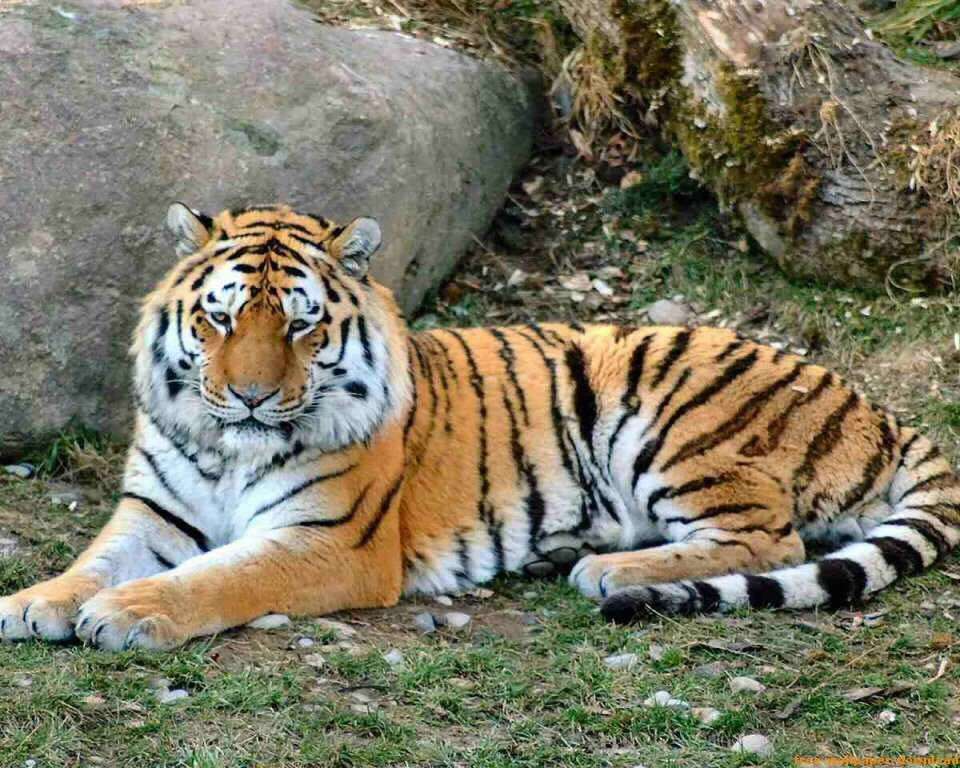 Odpoczywający tygrys puzzle online