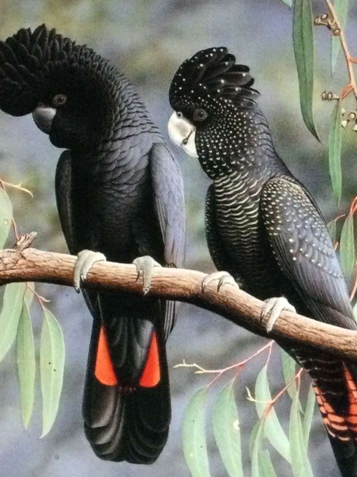 Dwa czarne ptaki na gałęziach puzzle online