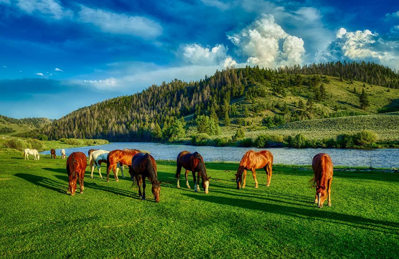 Szczęśliwe konie na zielonych łąkach, uroczy widok puzzle online
