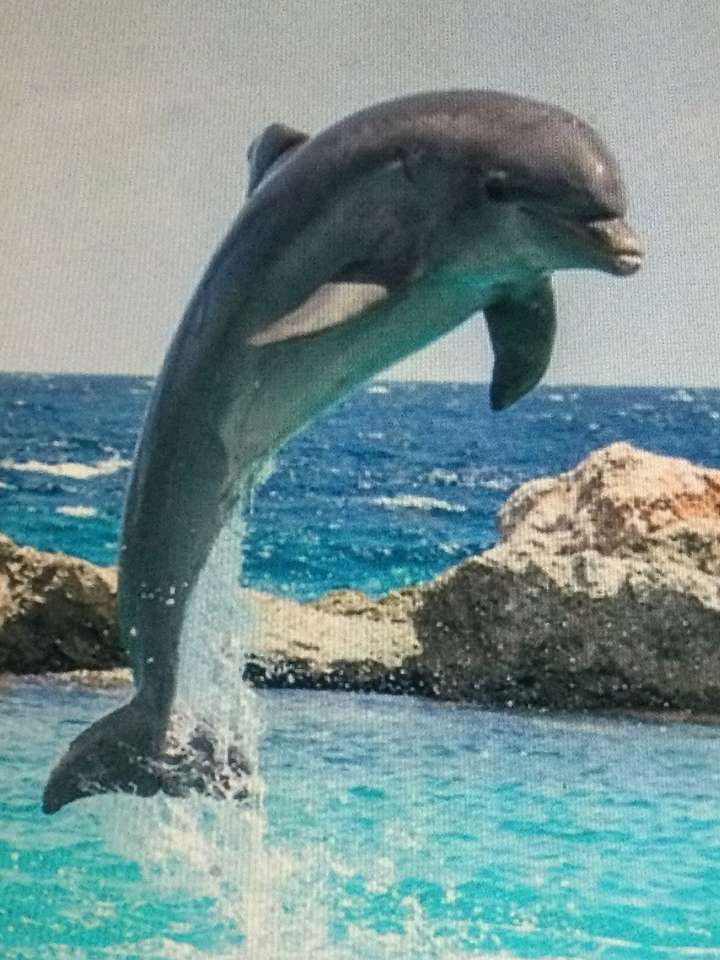 Skok delfinów puzzle online