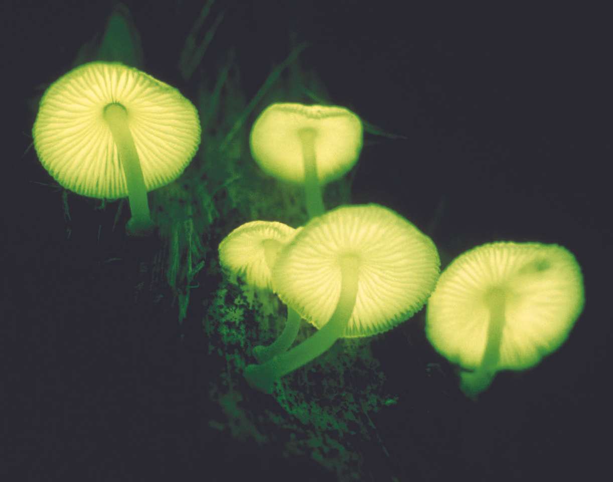 Grzyby bioluminescencyjne puzzle online