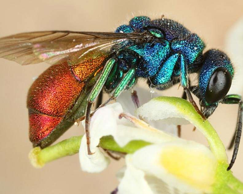 Kolorowy owad na kwiatku puzzle online