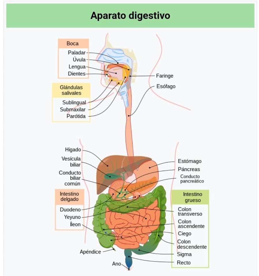 Układ trawienny puzzle online