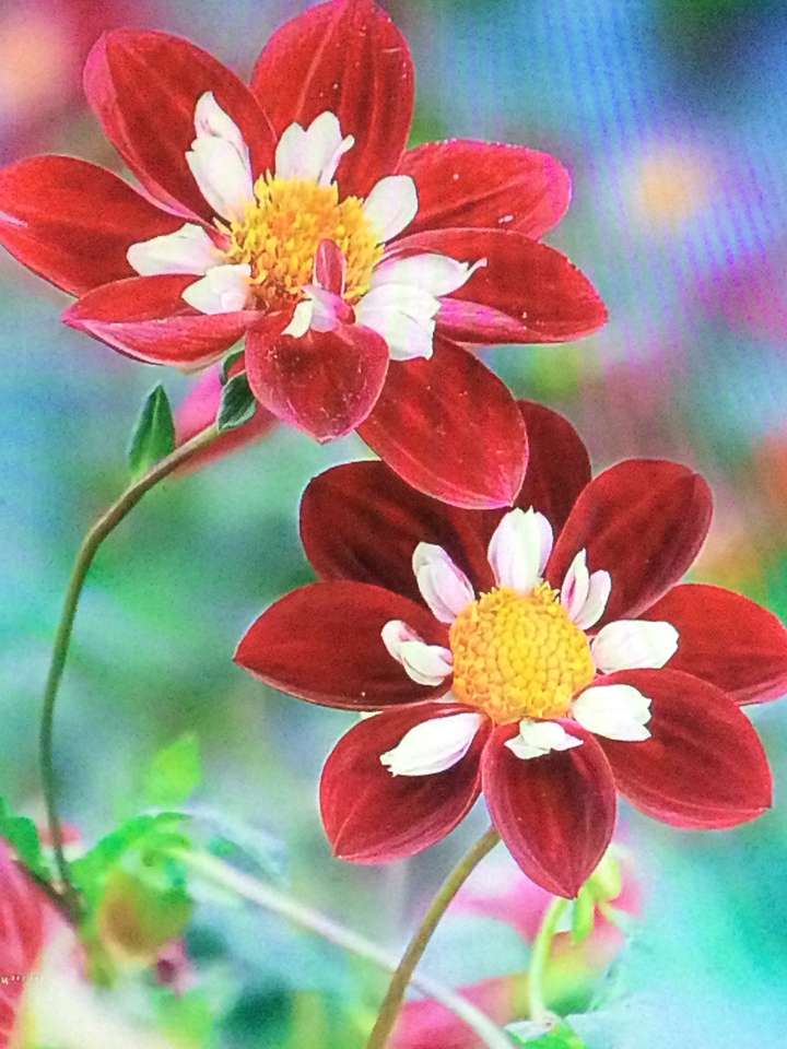 Dwa piękne czerwone kwiaty puzzle online