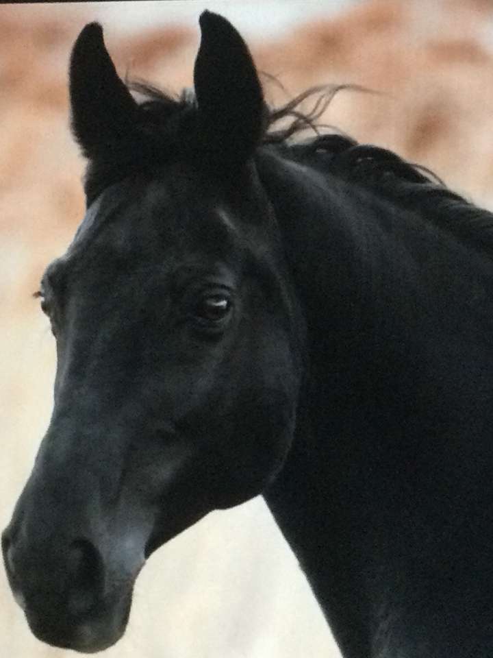 Czarny koń na brązowym tle puzzle online