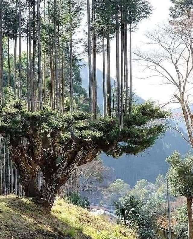 drzewa z drzewa puzzle online