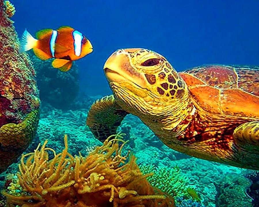 Żółw morski puzzle online