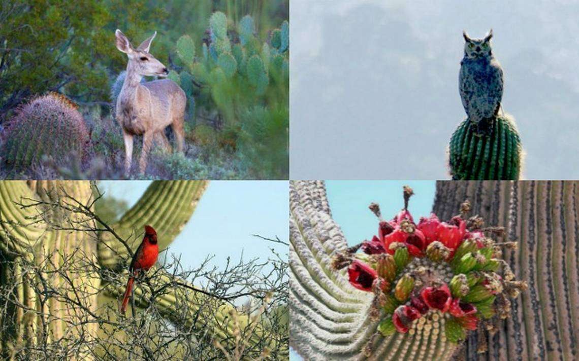 Flora i Fauna Sonora puzzle online