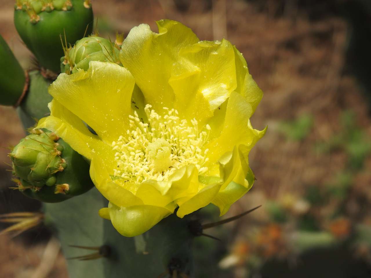 kwiat kaktusa puzzle online