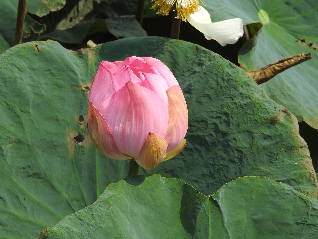 Kwiat lotosu na Tajwanie puzzle online