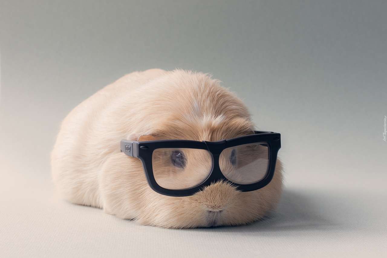 świnka morska w śmiesznych okularach puzzle online