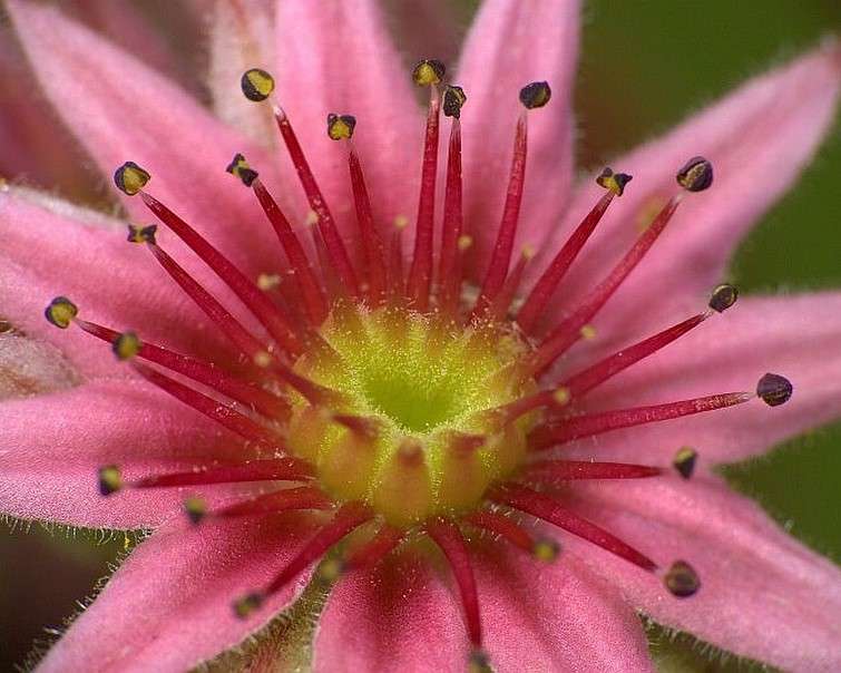 Różowy egzotyczny kwiat puzzle online
