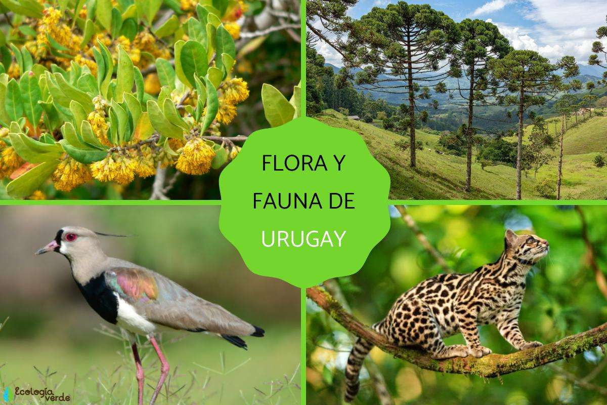Flora i fauna Urugwaju puzzle online