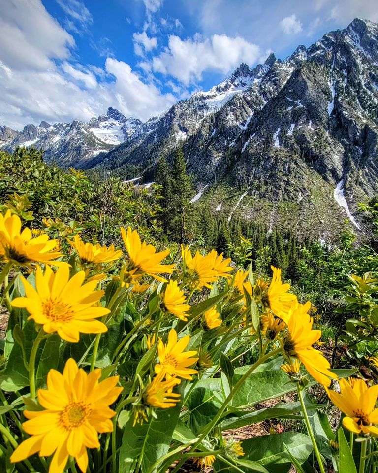 Góry i żółte kwiaty puzzle online