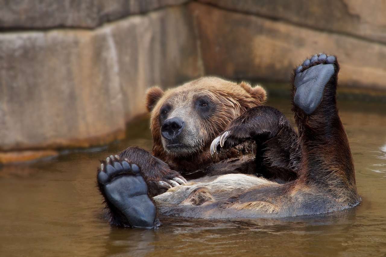 Kąpiący się niedźwiadek puzzle online