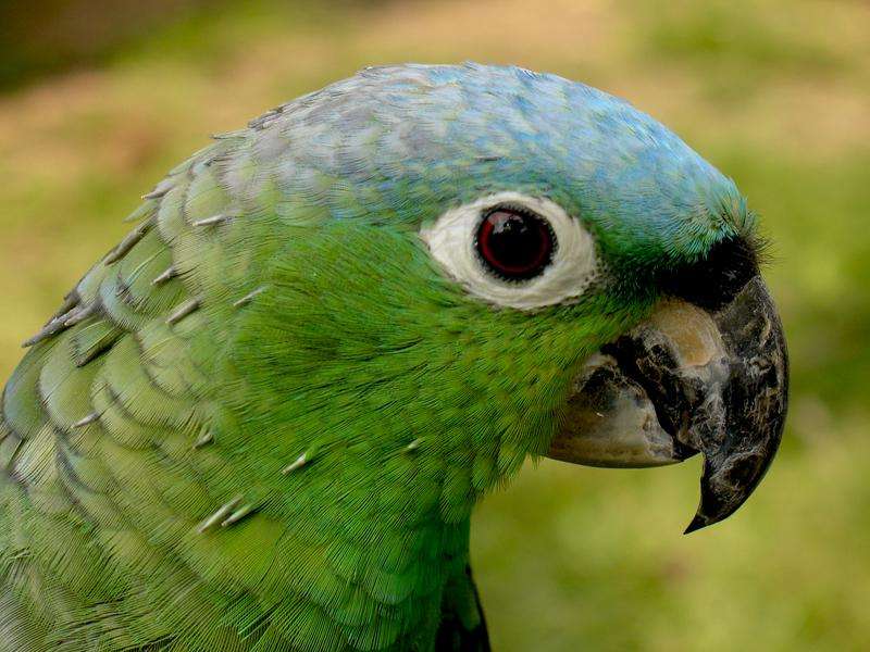 niebieskogłowa papuga puzzle online