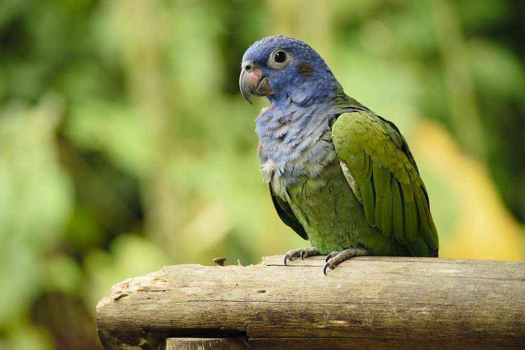 niebieskogłowa papuga puzzle online