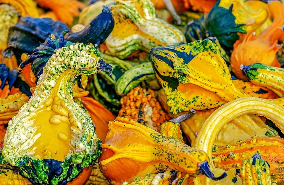 Barwy natury - dynia ozdobna puzzle online