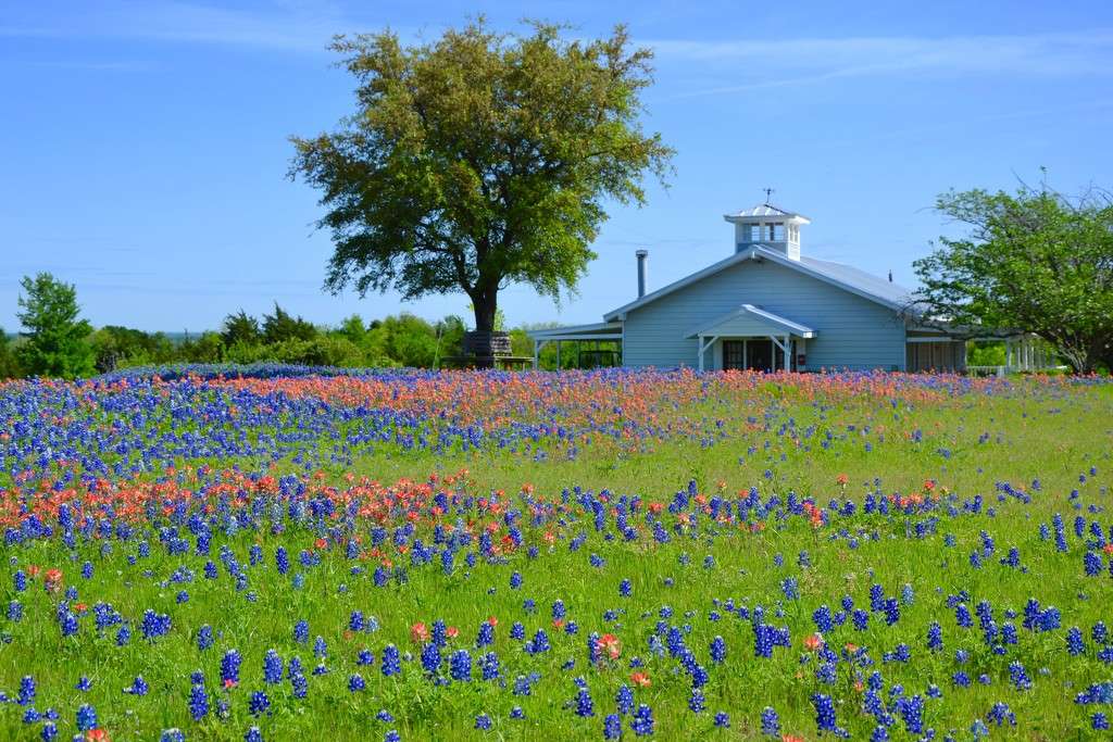 Polne kwiaty Texas Bluebonnets puzzle online