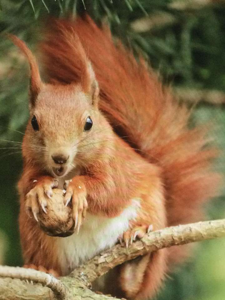 czerwona wiewiórka i jej orzech laskowy puzzle online