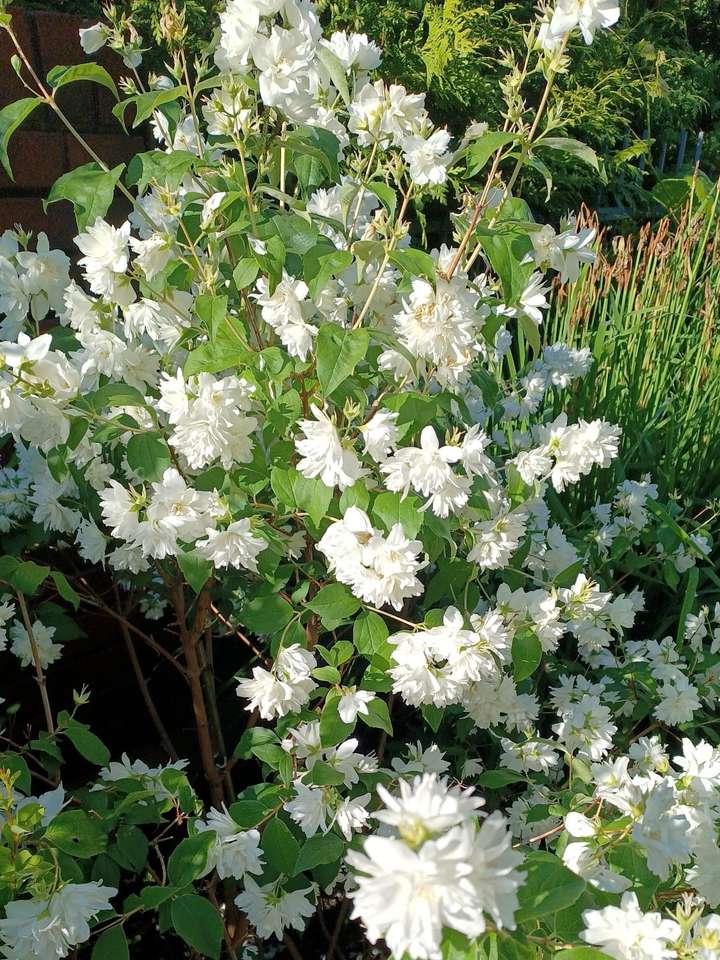 łąka z białymi kwiatami puzzle online