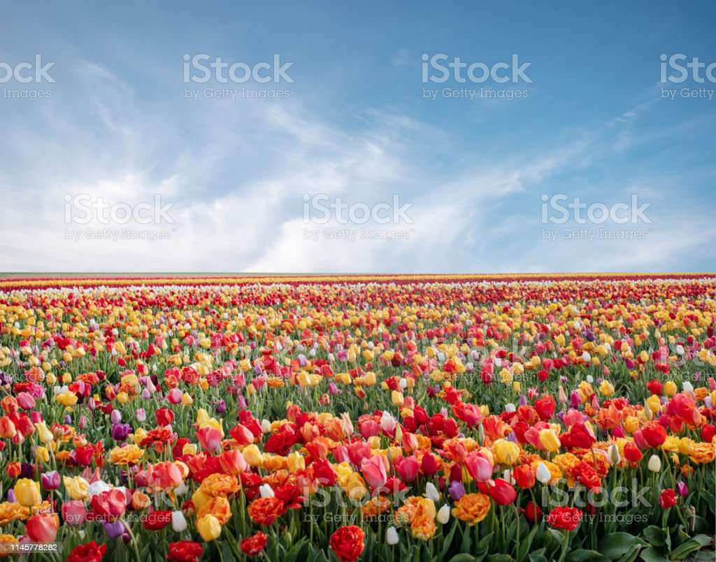krajobraz kwiatowy puzzle online