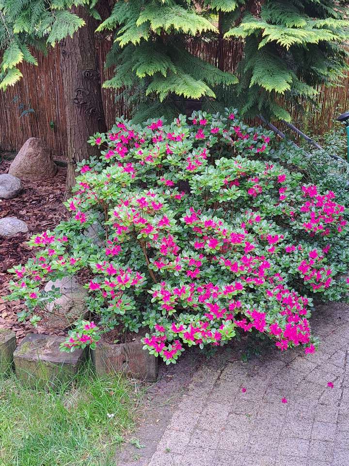 różanecznik, wiosna w ogrodzie puzzle online