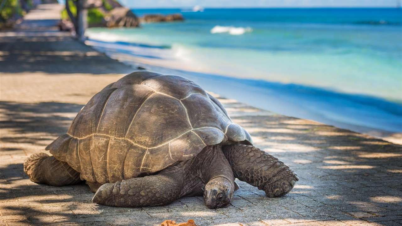 Żółw z Galapagos puzzle online